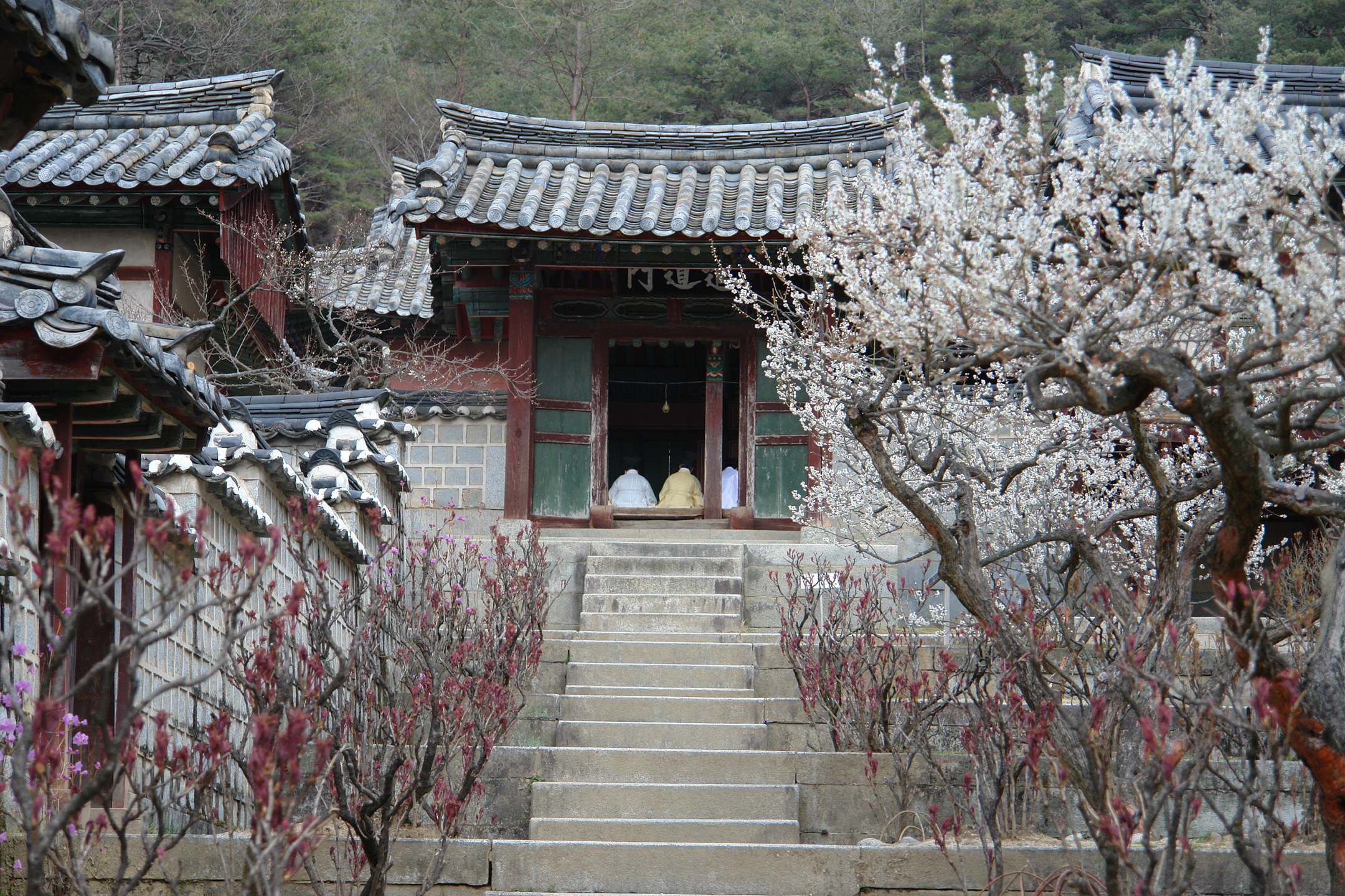 도산서원의  매화가 만개 하였습니다~